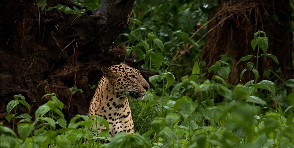 Forest /Wildlife /Environment Clearance